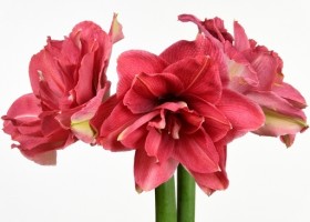 hippeastrum Cannym (1)